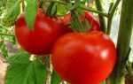 Детерминантные сорта томатов: лучшие сорта для открытого грунта и теплиц