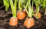 Сорта моркови: лучшие семена для Сибири, самые урожайные и морозостойкие