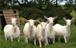 Зааненская порода коз: описание, продуктивность, уход
