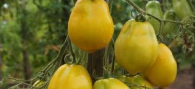 Томаты для Ленинградской области: сорта лучшие урожайные для выращивания