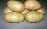 Сорт картофеля Инноватор: фото и описание