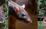 Как избавиться от крыс в частном доме? Рекомендации СЭС