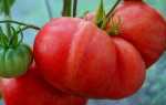 Салатные сорта томатов для открытого грунта