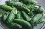 Малосольные огурцы с чесноком и зеленью быстрого приготовления: 8 лучших рецептов