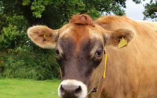 Корова джерсейской породы: обзор, характеристика