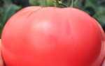 Помидоры Розовый слон (55 фото): характеристика и описание сорта, кто сажал томаты, отзывы, видео