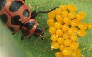 Кто ест колорадского жука? Главные естественные враги вредителя