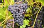 Поздние сорта винограда: описание, фото, отзывы