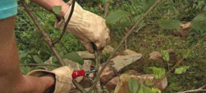 Вишня войлочная Натали: описание сорта, фото, отзывы — Популярно о здоровье
