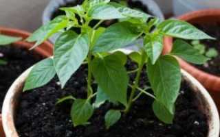 Выращивание рассады перца в домашних условиях: секреты опытных огородников, как правильно вырастить хорошую и здоровую рассаду из семян