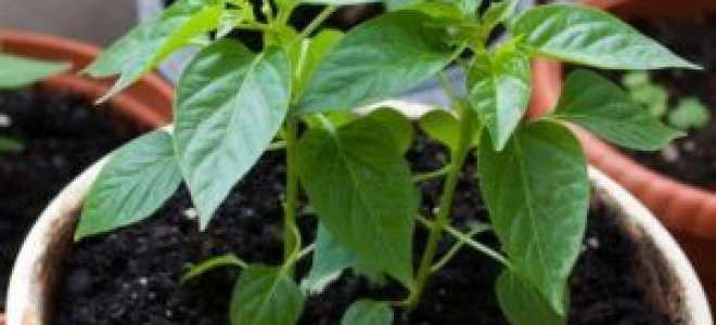 Выращивание рассады перца в домашних условиях: секреты опытных огородников, как правильно вырастить хорошую и здоровую рассаду из семян