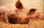 Болезнь ауески у свиней: симптомы и лечение