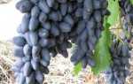 Виноград Ромбик: описание сорта