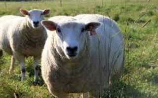 Породы овец: виды, описание, рекомендации по выбору