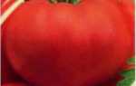 Краснобай (томат): характеристика и особенности сорта