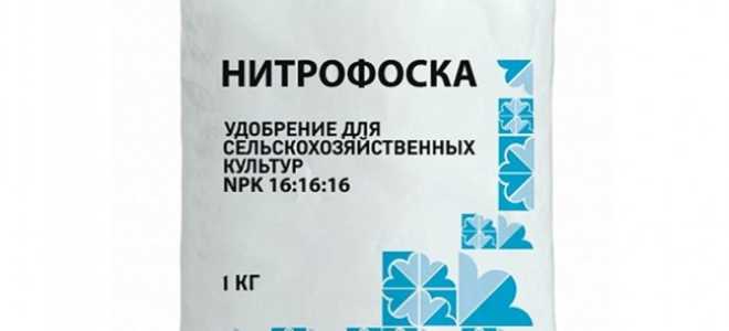 Чем лучше и когда подкормить рассаду помидор в домашних условиях?