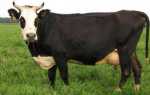 Корова ярославской породы: характеристика, фото и отзывы