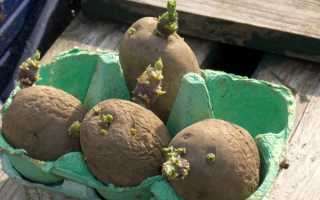 10 методов проращивания картофеля перед посадкой: как быстро и правильно прорастить картошку
