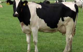 Порода коров холмогорская: описание, характеристики, особенности содержания и разведения