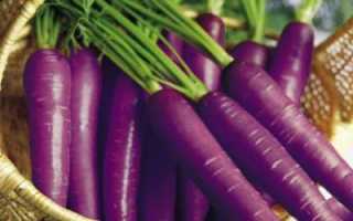 Такая древняя и новомодная морковь фиолетовая