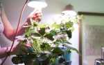 Клубника в горшках: как посадить, вырастить и собрать урожай в домашних условиях и на улице