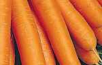 Морковь посевная — Витаминная 6