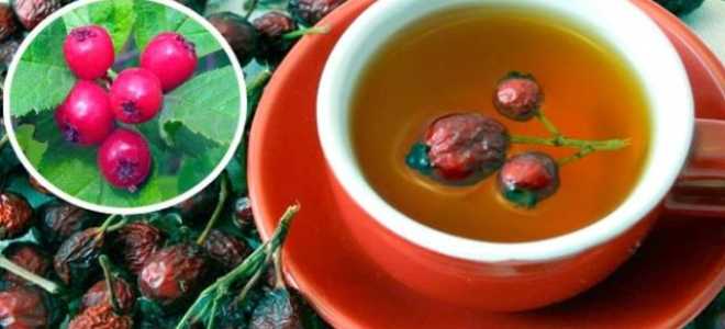 Чай из боярышника: польза, как заваривать, рецепты