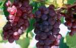 Виноград Лидия: описание сорта с характеристикой и отзывами, особенности посадки и выращивания, фото