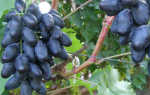 Виноград Велика описание особенностей сорта, агротехника выращивания, отзывы и фото