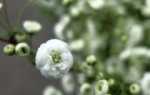 Спирея сливолистная Плена, Spiraea prunifolia Plena купить, цена Киев, уход, фото, описание, посадка