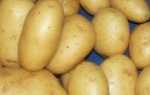Хранение мытого картофеля – преимущества и недостатки