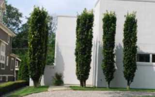 Колоновидные деревья: сорта, особенности ухода и отзывы