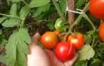 Томат — Леопольд F1 — (14 фото): характеристика и описание сорта помидор, урожайность и высота куста, отзывы