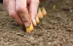 Как посадить лук-севок в открытый грунт весной пошагово