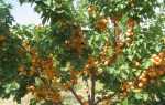 Чем подкормить абрикос весной