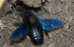 Черная пчела с синими крыльями: особенности и опасен ли укус