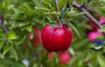 Когда лучше сажать яблоню: осенью или весной? И как делать это правильно?
