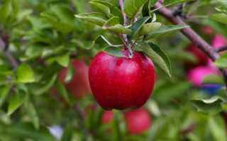 Когда лучше сажать яблоню: осенью или весной? И как делать это правильно?