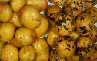 Парша на картофеле: как бороться, профилактика и причины появления