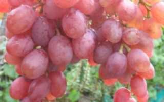 Виноград Румба: описание сорта, выращивание, уход и отзывы