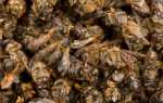 Подмор пчелиный для суставов: настойка, рецепт, лечение