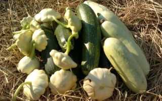 Повышаем урожайность подкормкой кабачков в открытом грунте