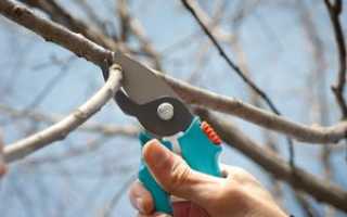 Обрезка деревьев осенью: инструкция, как правильно обрезать кустарник и садовое дерево осенью