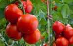 Описание, характеристика, посев на рассаду, подкормка, урожайность, фото, видео и самые распространенные болезни томатов сорта «Кострома»