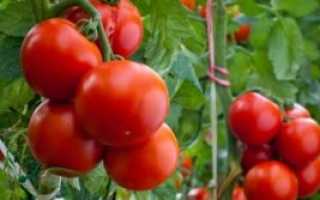 Описание, характеристика, посев на рассаду, подкормка, урожайность, фото, видео и самые распространенные болезни томатов сорта «Кострома»