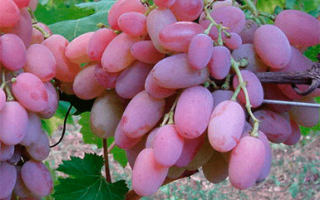 Сорт винограда Водограй: описание, фото