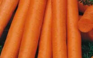 Сочные и сладкие сорта моркови: отзывы, фото