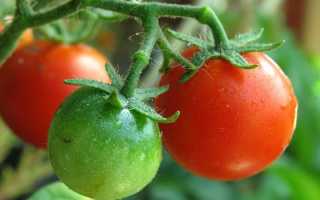 Кладоспориоз томата: способы борьбы и препараты для лечения