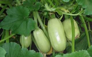 Кабачок — Грибовский 37 — (10 фото): описание белоплодного сорта, посадка и уход за кустовым овощем, отзывы