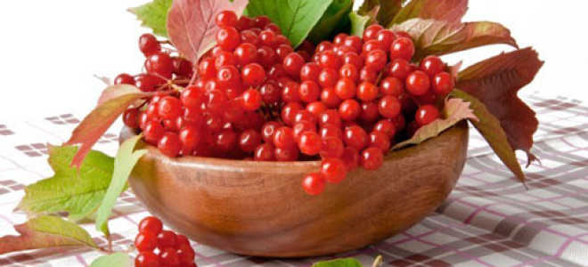 Настойка из калины на водке: рецепты приготовления в домашних условиях, калиновые настои, отвары и наливки